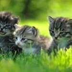 Baby Animals
