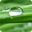 Raindrops and Dew theme